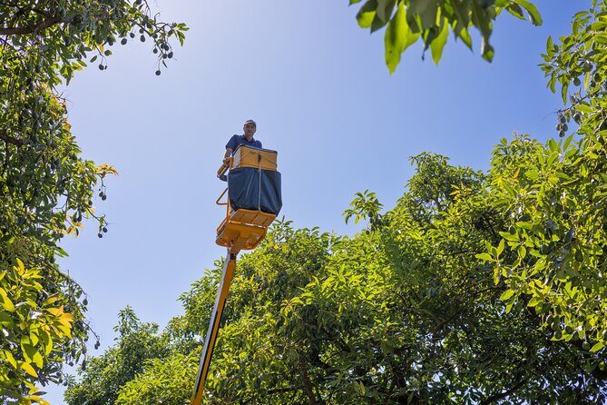 Katikati Avocado Adventure - Final Thoughts: Who Should Consider This Tour?