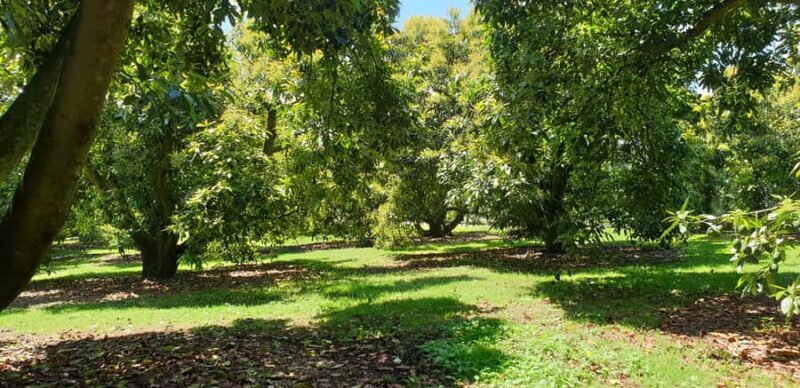 Katikati: Guided Avocado Adventures with Tasty Treats - Tasting Time: Savoring Kiwi-Style Avocado Delights