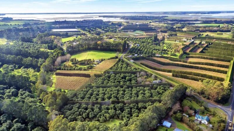 Katikati: Guided Gourmet Avocado Tour - Key Points