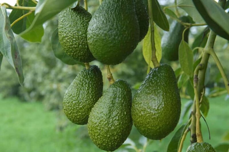 Katikati: Guided Gourmet Avocado Tour - The Sum Up