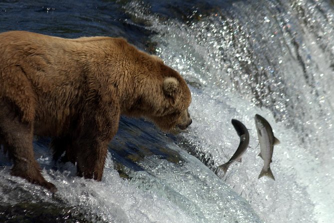 Katmai Brooks Falls Bear Experience - Tips for an Enjoyable Visit