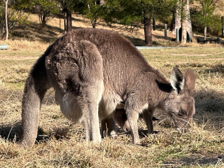 Katoomba/Leura: Blue Mountains Guided Day Tour With Lunch - Customer Testimonials