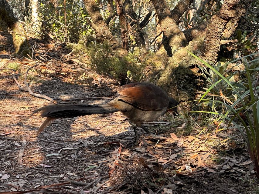 Katoomba/Leura: Blue Mountains Guided Day Tour With Lunch - Recap