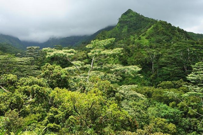 Kauai Cruise Ship Shore Excursion Journey to Waimea Canyon - Important Tour Accessibility Considerations