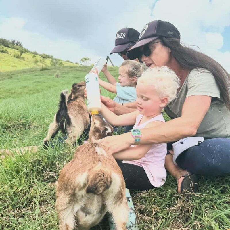 Kauai Farm: Play & Bottle Feed Baby Mini Nubian Goats! - Key Points