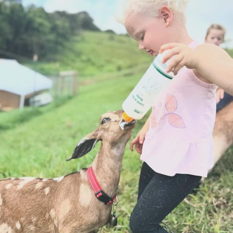 Kauai Farm: Play & Bottle Feed Baby Mini Nubian Goats! - Who Will Love This Tour?