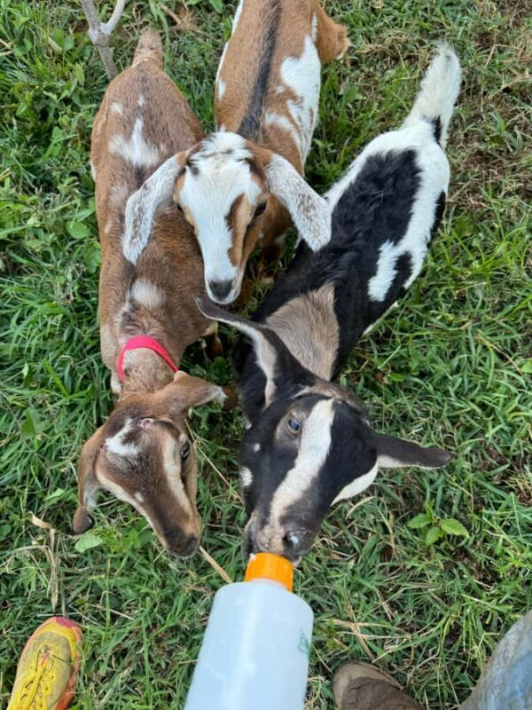 Kauai Farm: Play & Bottle Feed Baby Mini Nubian Goats! - FAQ