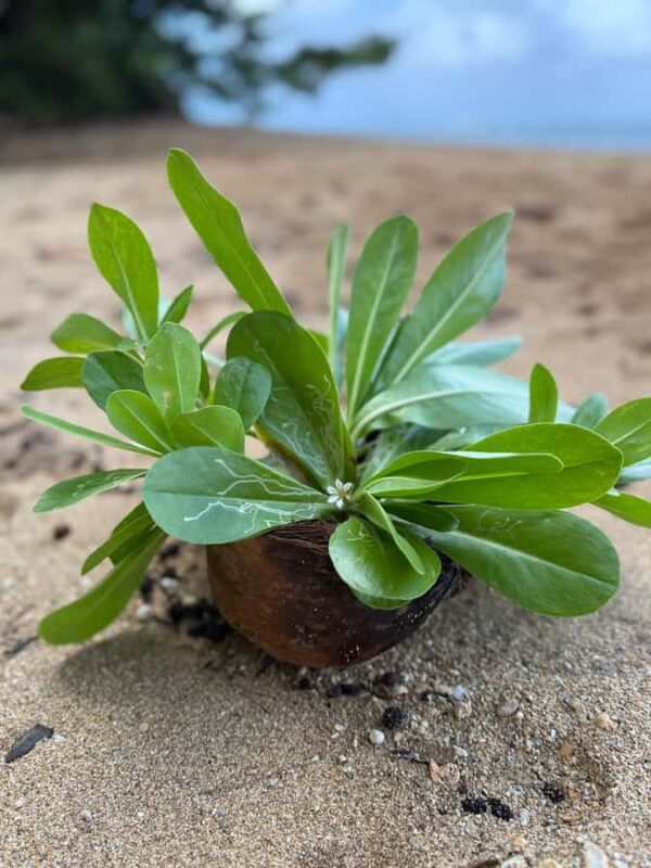 Kauai: Mlama Kai Snorkeling Adventure & Reef Cleanup - How Do Reviews Sound?