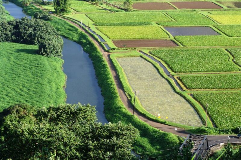 Kauai Northeast Tour, Fern Grotto River Cruise & Lighthouse - Key Points