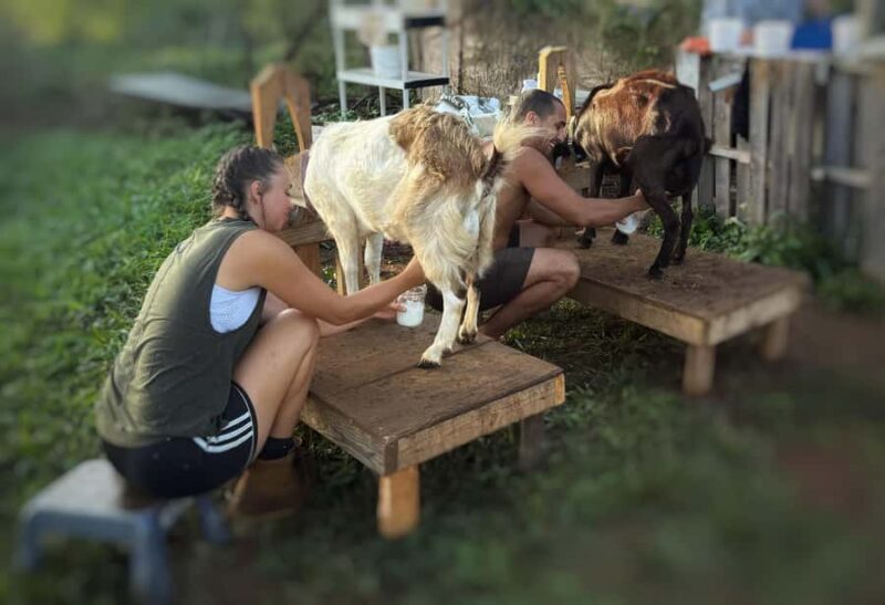 Kauai: Play with Baby Farm Animals & MicroDairy Immersion - What to Expect at the Kauai Microdairy Experience