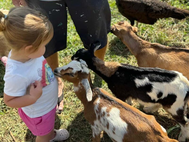 Kauai: Play with Baby Farm Animals & MicroDairy Immersion - Final Thoughts