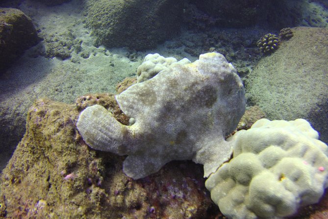 Kauais Ultimate Boat 2 Tank Adventure Dive Certified Divers Only - Marine Life Encountered During Dives