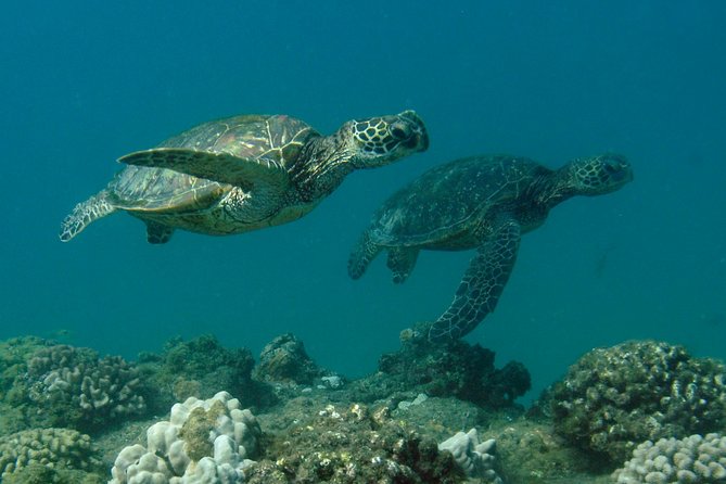 Kauais Ultimate South Island Zodiac Boat Snorkel Adventure - Wildlife Encounters During the Tour