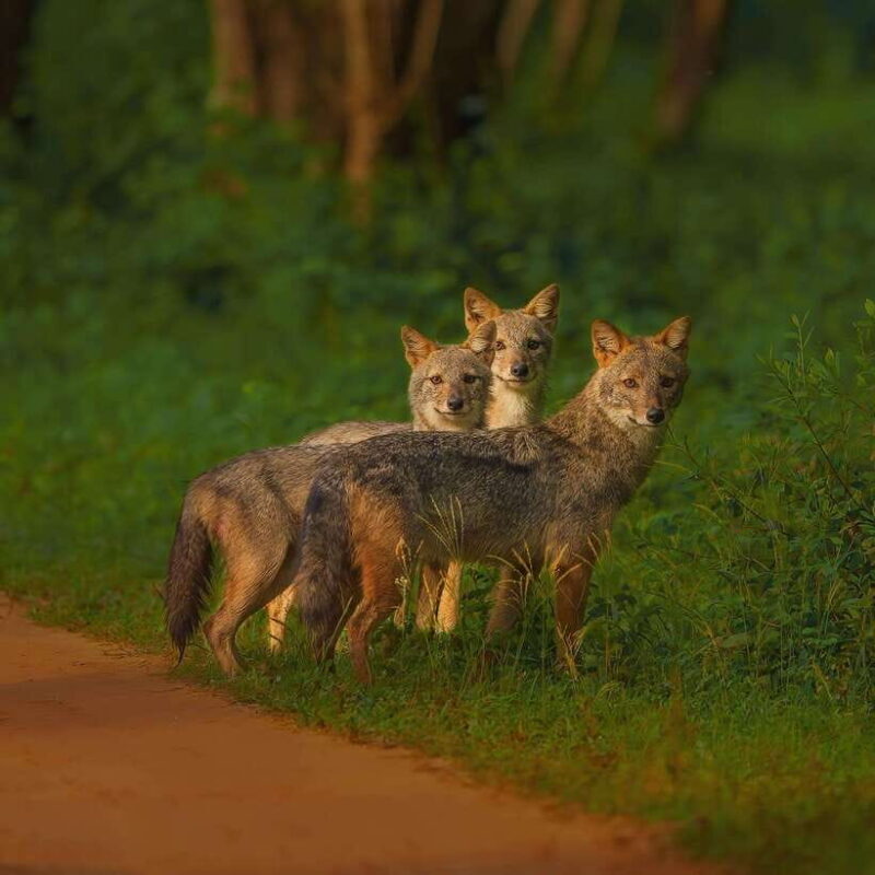 Kaudulla National Park: Elephant Safari Jeep Tour - The Value of the Experience
