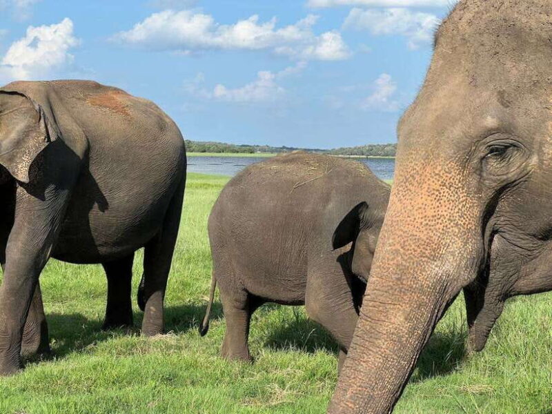 Kaudulla National Park Halfday Jeep Safari with Hotel Pickup - What Travelers Say About the Experience