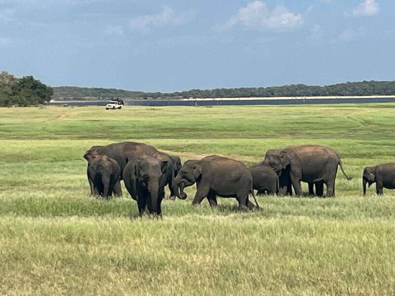 Kaudulla National Park: Private Safari - What the Tour Offers