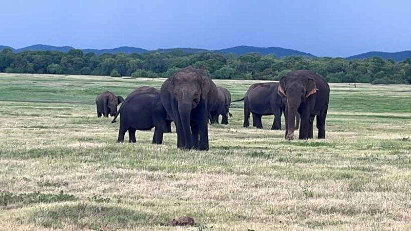Kaudulla National Park: Private Safari - What to Bring and What to Expect
