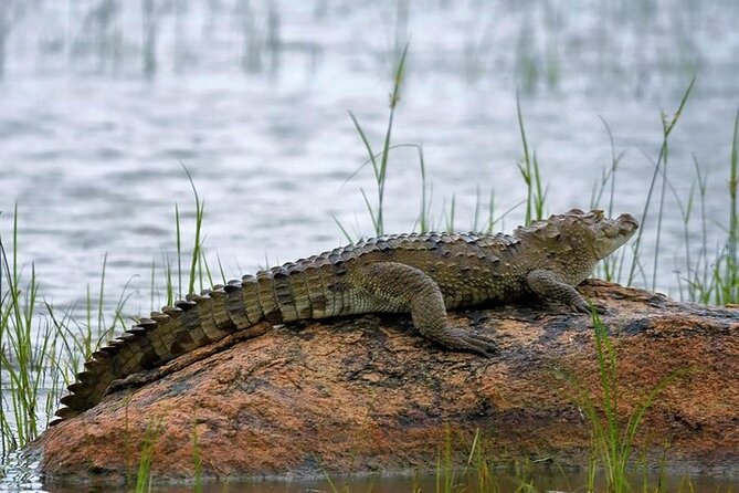 Kaudulla National Park Safari | Jeep With Tickets - Booking Process and Information
