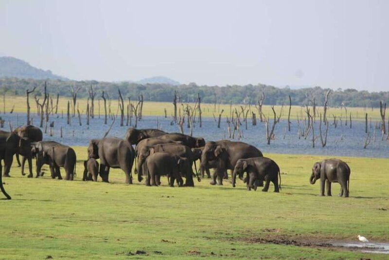 Kaudulla National Park: Wildlife Elephant Safari - Key Points
