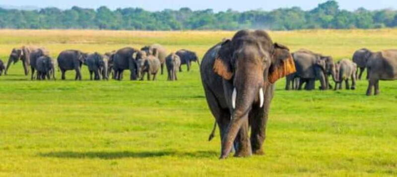 Kaudulla National Park: Wildlife Elephant Safari - The Sum Up