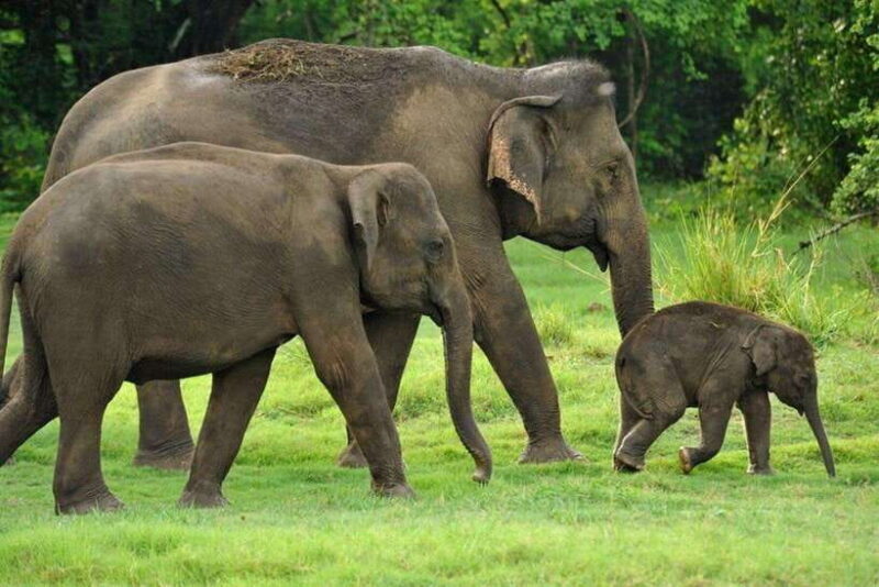 Kaudulla National Park: Wildlife Elephant Safari - FAQ