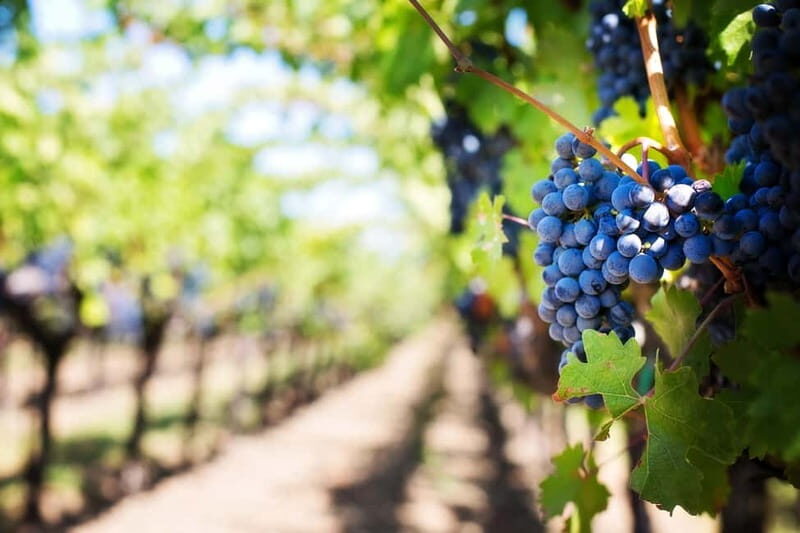 Kavos: Wine Tour & Tasting at a Local Winery - Who Will Love This Experience?