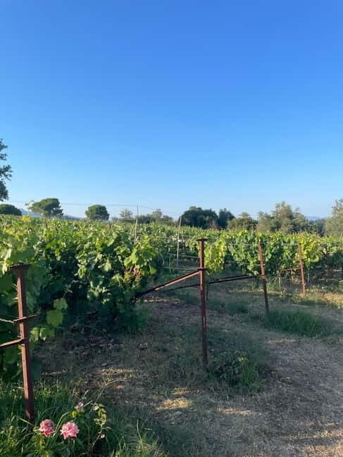 Kavos: Wine Tour & Tasting at a Local Winery - FAQ