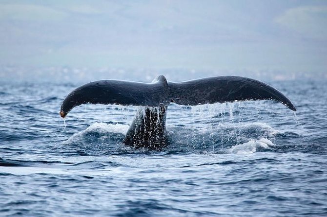 Kawaihae Luxury Snorkel Cruise & Wildlife Watch With Lunch - Meeting Point and Directions