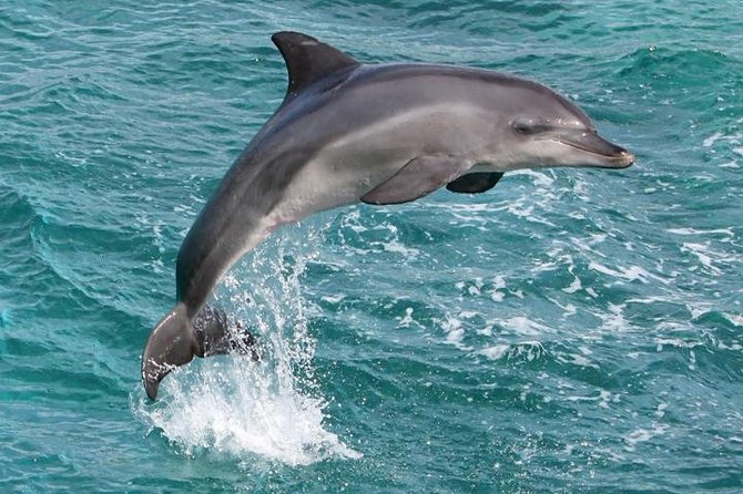 Kawaihae Luxury Snorkel Cruise & Wildlife Watch With Lunch - Recommended Attire and Considerations