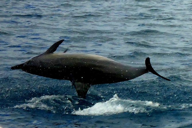 Kawaihae Luxury Snorkel Cruise & Wildlife Watch With Lunch - Crew Professionalism and Safety