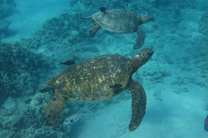 Kawaihae Luxury Snorkel Cruise & Wildlife Watch With Lunch - Notable Wildlife Sightings