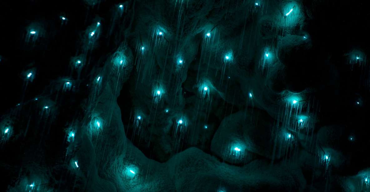Kawiti Glow Worm Cave Tour & Opua Kauri Forest Walk - Booking Information