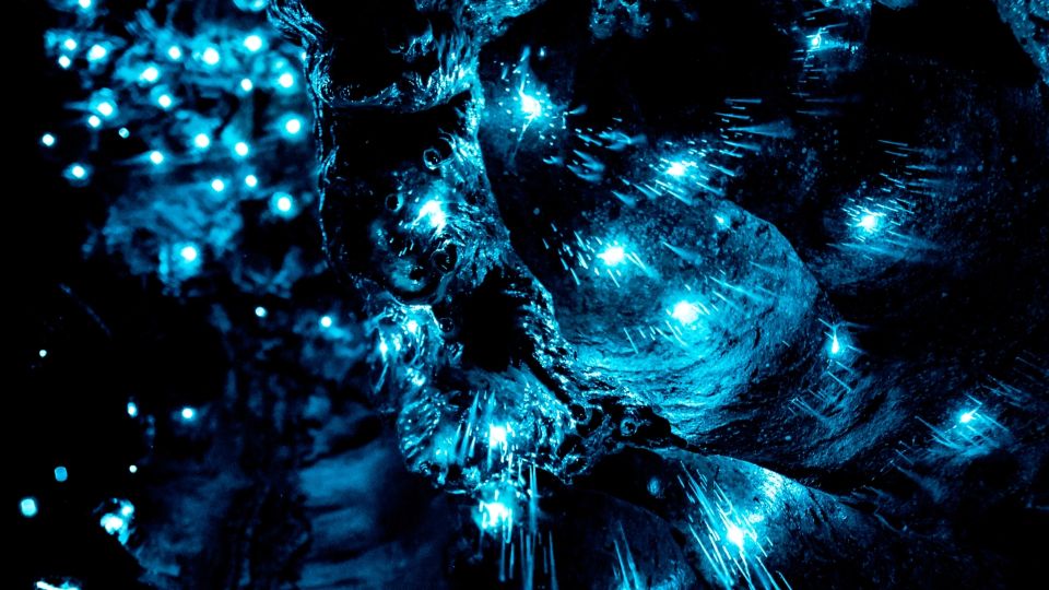Kawiti Glow Worm Cave Tour & Opua Kauri Forest Walk - Directions