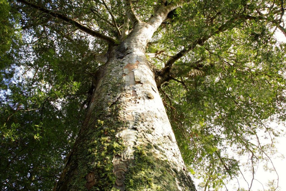 Kawiti Glow Worm Cave Tour & Opua Kauri Forest Walk - Starting Locations
