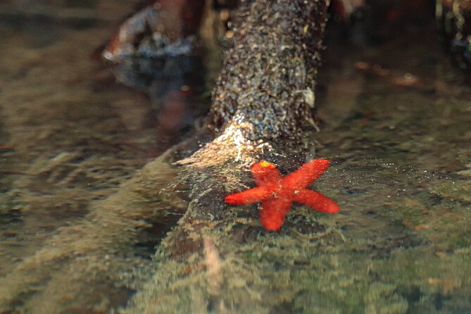 Kayak Adventure in Cancun - Cancellation and Flexibility