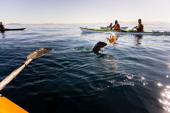 Kayak Adventure in Cape Town, Table Mountain National Reserve - Essential Tour Details