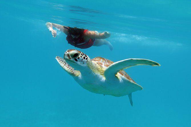 Kayak and Sea Turtle Snorkel with Beach Break - Reviews from Travelers: What They Loved