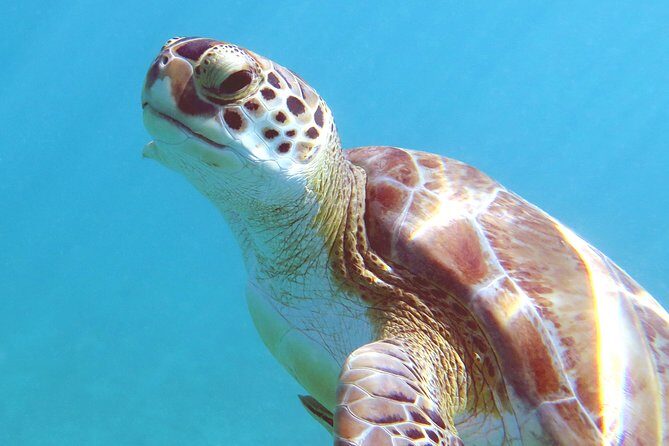 Kayak and Sea Turtle Snorkel with Beach Break - Who Will Love This Tour?