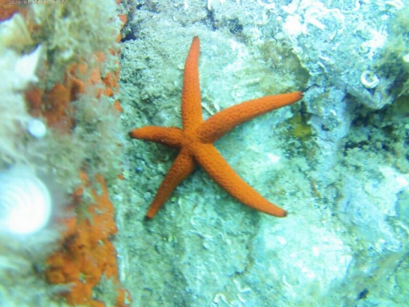 Kayak and snorkel Tour Platja d'Aro - Practical Details and Tips
