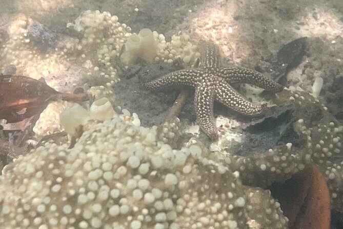 Kayak Eco Tour in Don Pedro Island - FAQ