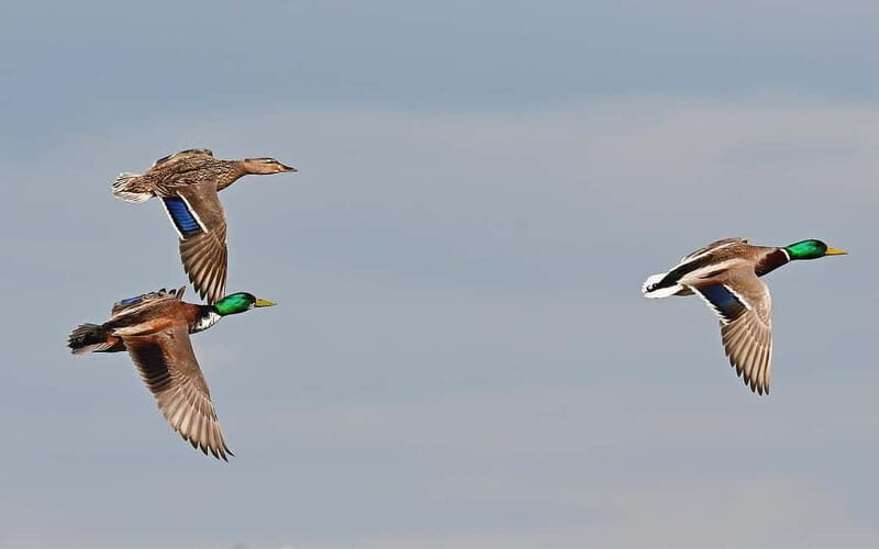 Kayak excursion through the Ebro Delta - 7 routes to choose from - Authentic Traveler Perspectives