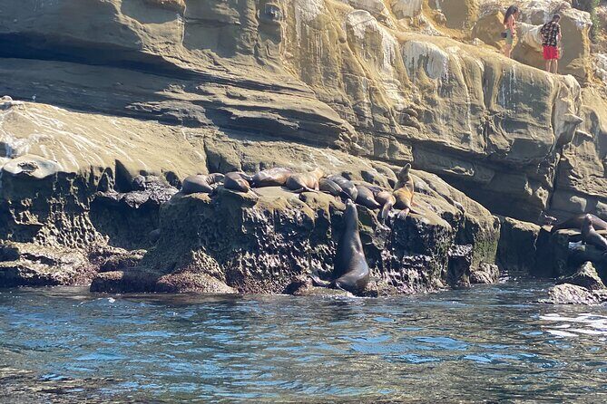 Kayak Rental For 2 (2 hour tandem kayak in La Jolla) - The Sum Up