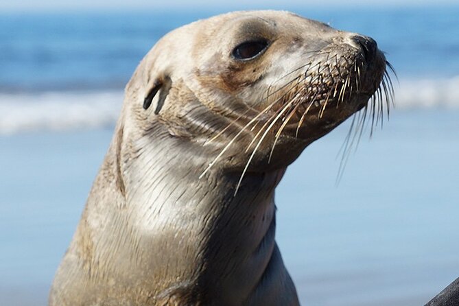 Kayak Rental for Two People in La Jolla - Safety and Participation Requirements