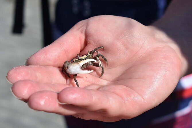 Kayak Salt Marsh Maze Tour - The Sum Up