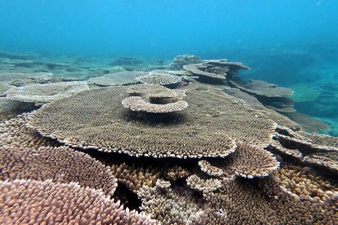 Kayak & Snorkel: Private Tour in Yanbaru, North Okinawa - Private Tour Experience