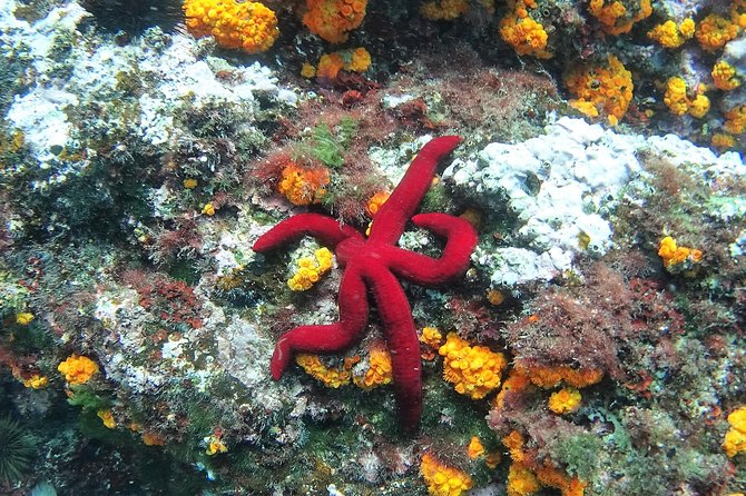 Kayak & Snorkel Tour in Cerro Gordo Natural Park, La Herradura - Booking and Pricing Information