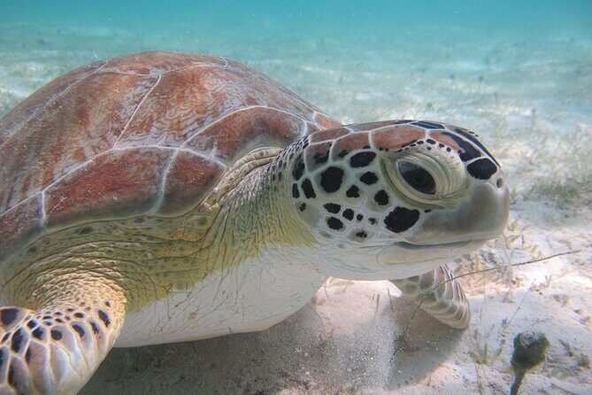 Kayak & Snorkel with Sea Turtles, National Park, St. John - An In-Depth Look at the St. John Kayak & Snorkel Adventure