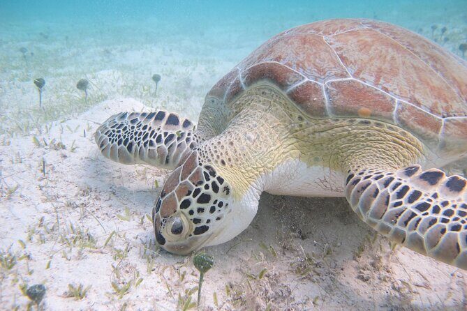 Kayak & Snorkel with Sea Turtles, National Park, St. John - The Sum Up: Who Should Book This Tour?