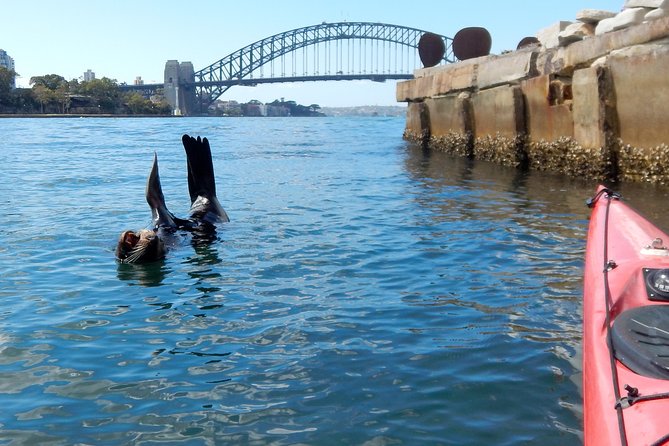 Kayak to Goat Island in Sydney Harbour With Local - Wildlife and History
