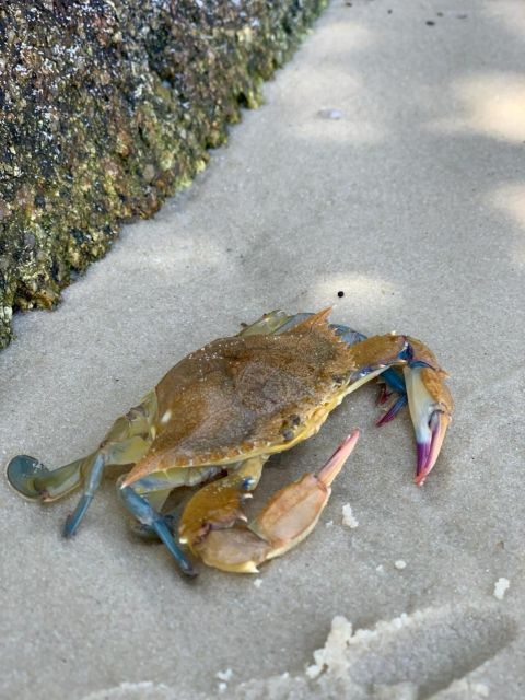 Kayak Tour - Animal Viewing, Swimming and Secret Beach - Customer Experiences and Reviews